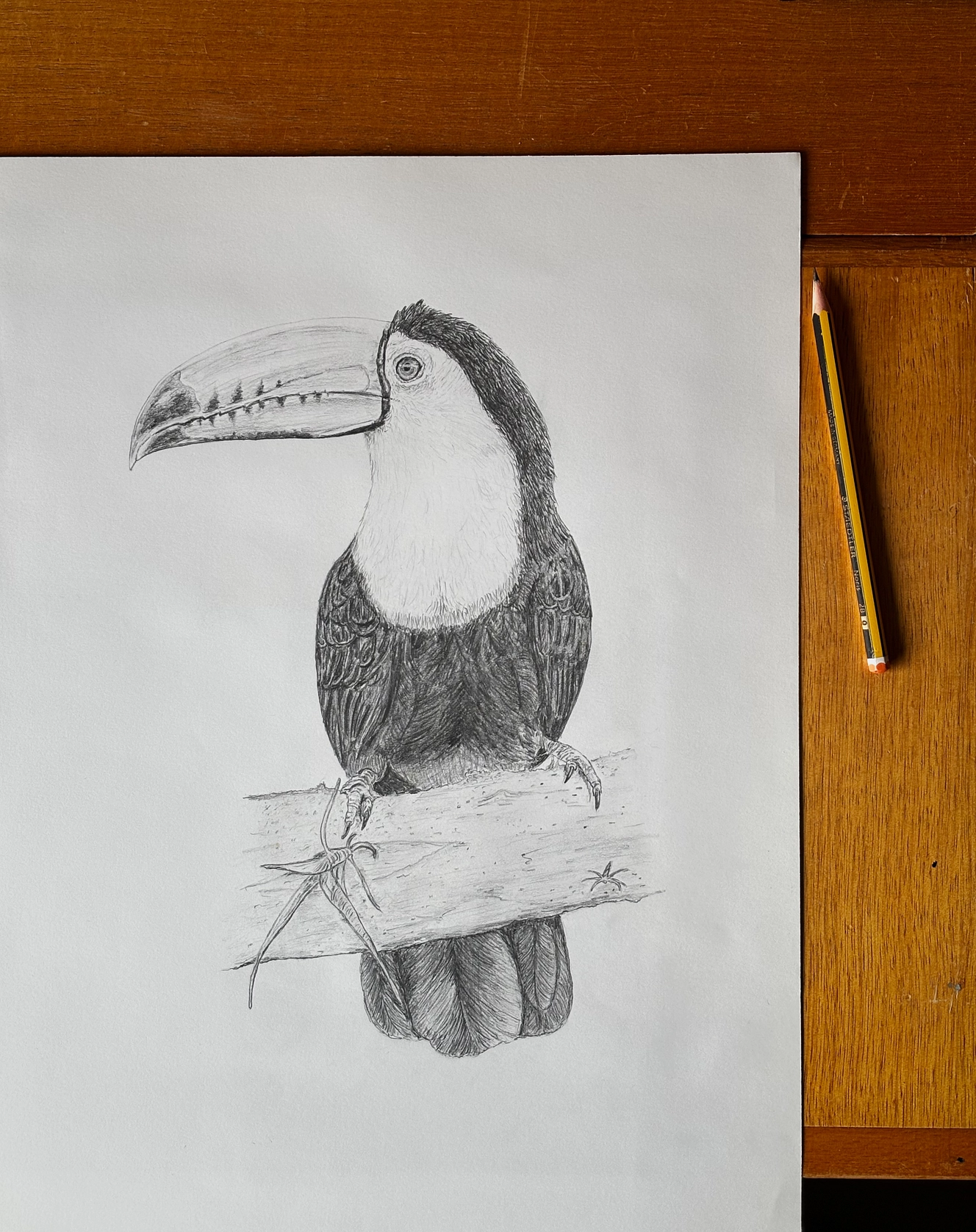 Zwavelborsttoekan, potlood, A3