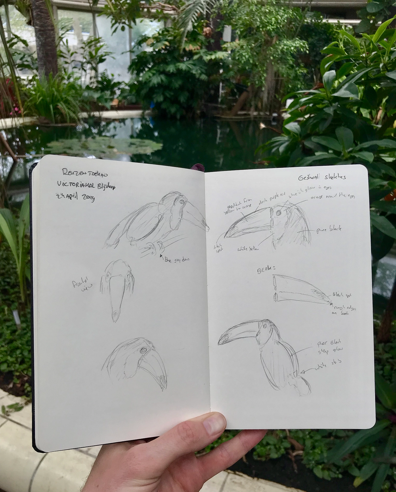 Vogels schetsen in de Victoria serre, Rotterdam