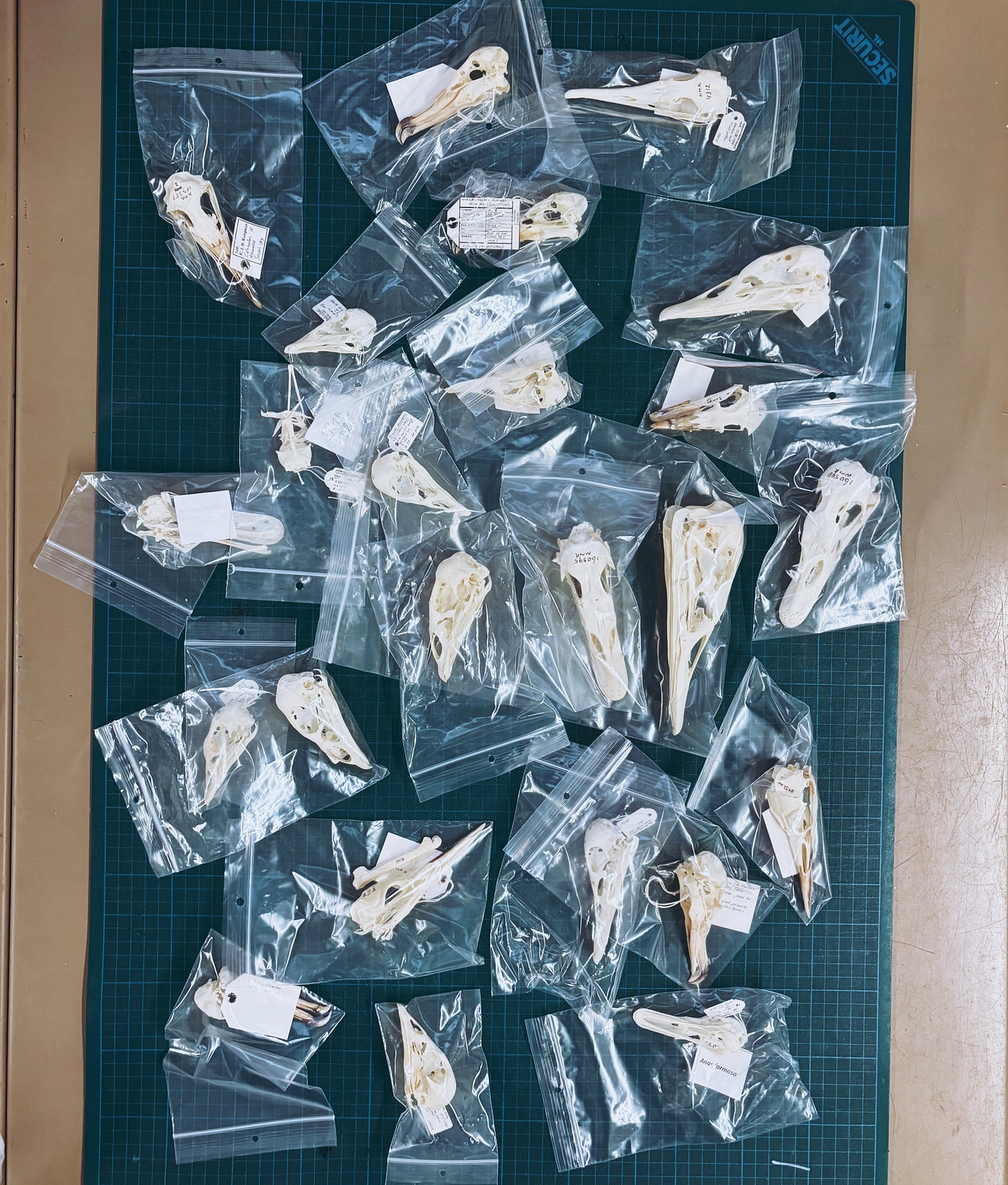 Vogelschedels en de Cape Barren Goose