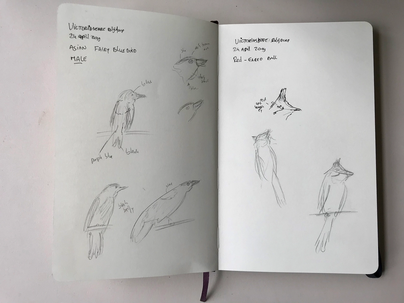 Vogels schetsen in de Victoria serre, Rotterdam