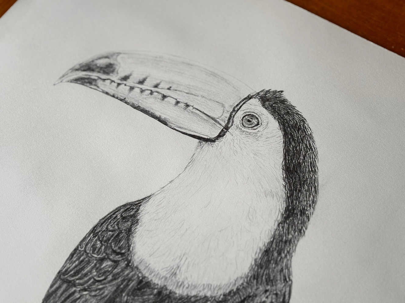 Zwavelborsttoekan, potlood, A3