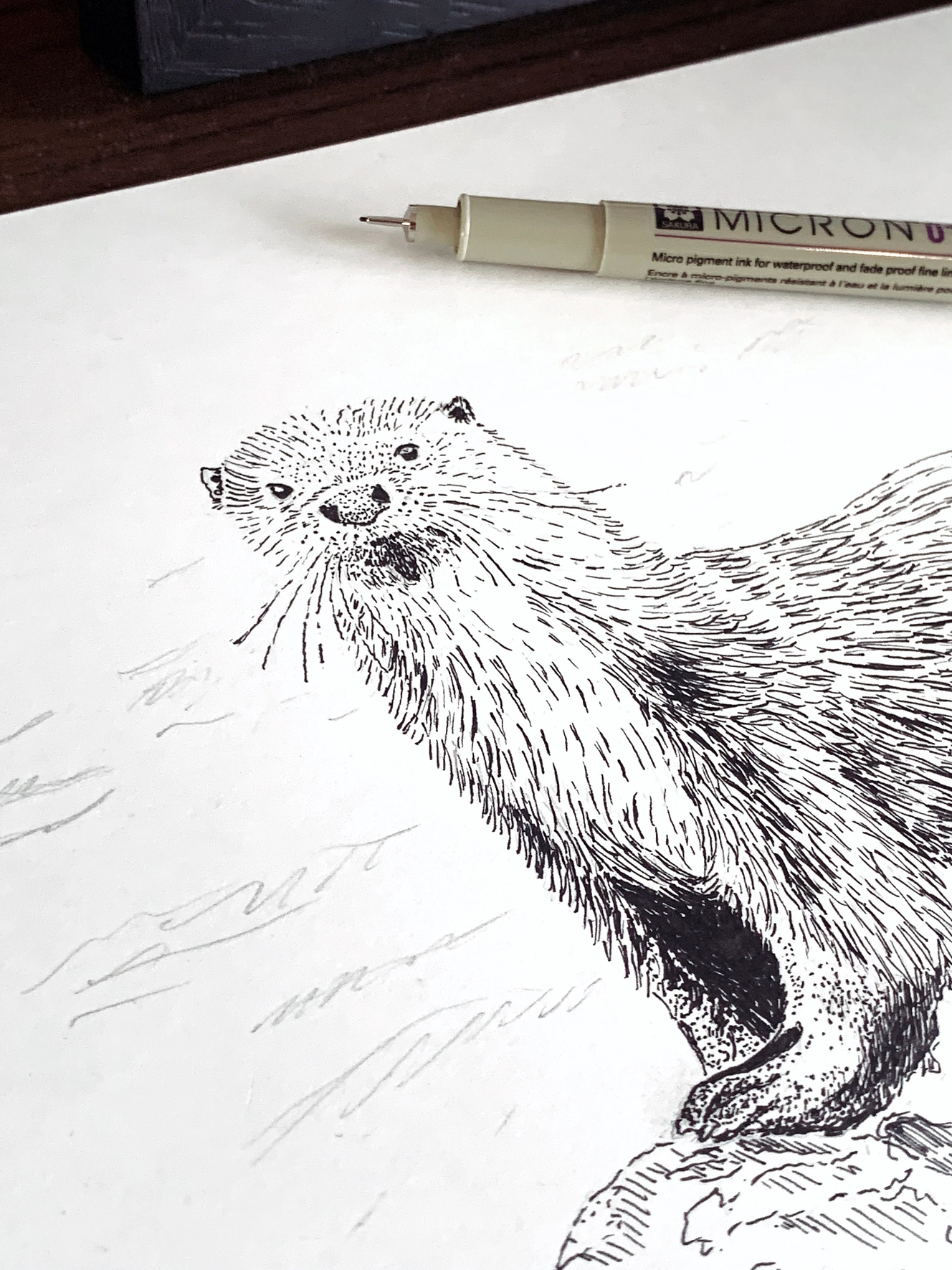 Europese Otter, A4, Micron 01