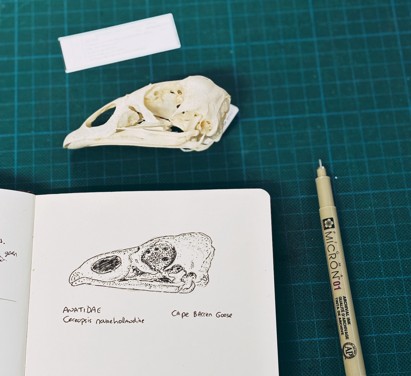 Vogelschedels en de Cape Barren Goose